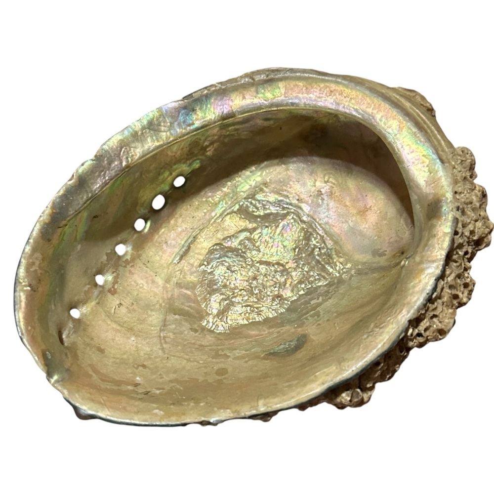 Abalone Sea Shell Beach Nautical Bowl Natural 70s 4.5”x5.5” - Picture 6 of 16